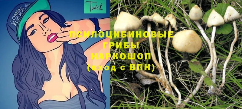 Галлюциногенные грибы Magic Shrooms  Аргун 